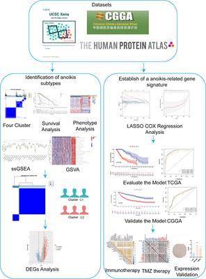 Construction of a novel molecular typing and scoring system for anoikis distinguishes between different prognostic risks and treatment responsiveness in low-grade glioma